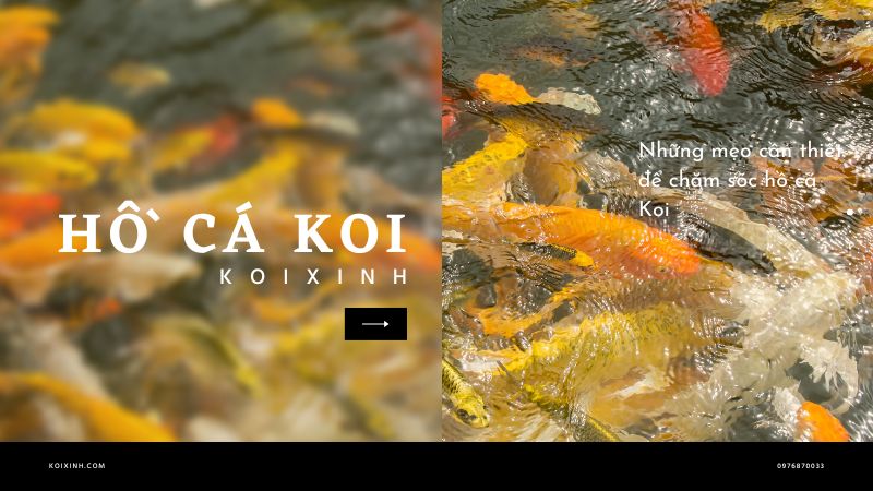 Những Mẹo Cần Thiết để Chăm Sóc Hồ Cá Koi Những Mẹo Cần Thiết để Chăm Sóc Hồ Cá Koi