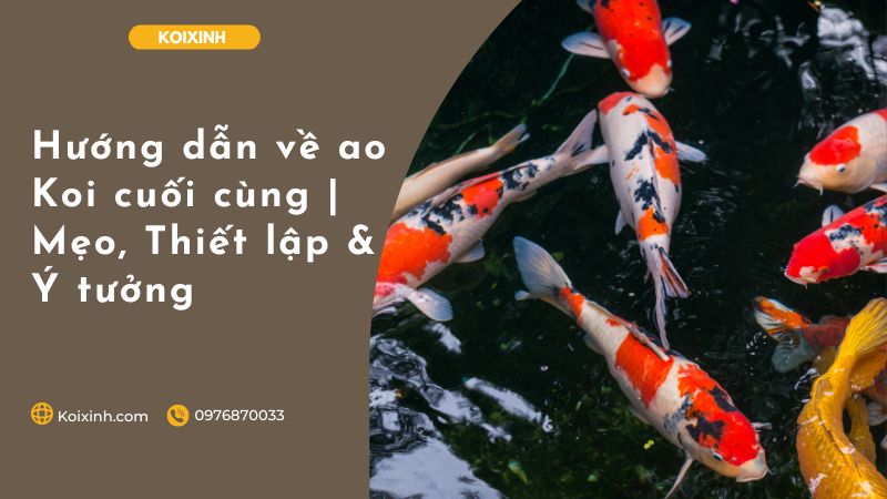 Hướng Dẫn Về Ao Koi Cuối Cùng | Mẹo, Thiết Lập & Ý Tưởng Hướng Dẫn Về Ao Koi Cuối Cùng | Mẹo, Thiết Lập & Ý Tưởng