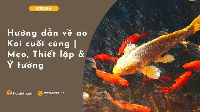 Hướng Dẫn Về Ao Koi Cuối Cùng | Mẹo, Thiết Lập & Ý Tưởng Hướng Dẫn Về Ao Koi Cuối Cùng | Mẹo, Thiết Lập & Ý Tưởng