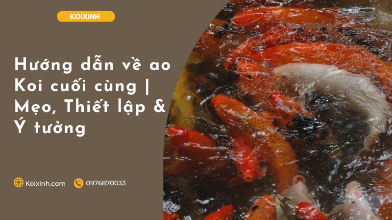 Hướng Dẫn Về Ao Koi Cuối Cùng | Mẹo, Thiết Lập & Ý Tưởng Hướng Dẫn Về Ao Koi Cuối Cùng | Mẹo, Thiết Lập & Ý Tưởng