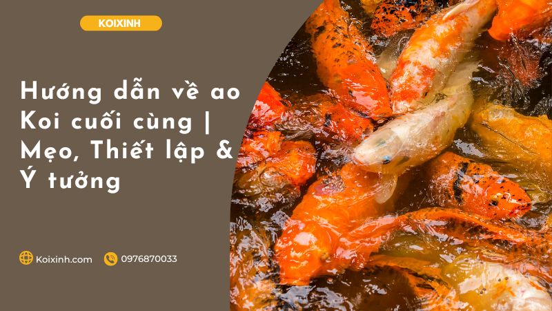 Hướng Dẫn Về Ao Koi Cuối Cùng | Mẹo, Thiết Lập & Ý Tưởng
