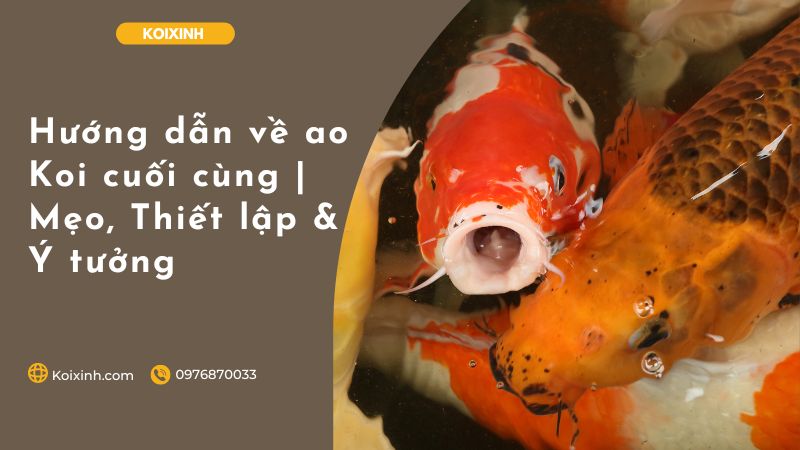 Hướng Dẫn Về Ao Koi Cuối Cùng | Mẹo, Thiết Lập & Ý Tưởng Hướng Dẫn Về Ao Koi Cuối Cùng | Mẹo, Thiết Lập & Ý Tưởng