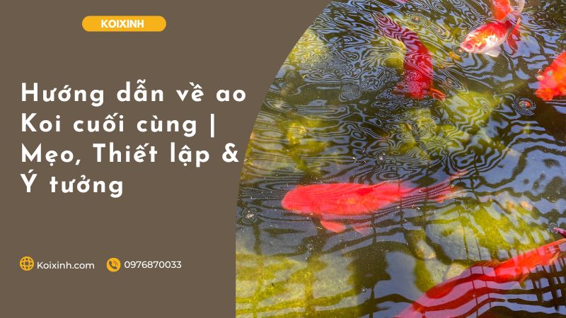 Hướng Dẫn Về Ao Koi Cuối Cùng | Mẹo, Thiết Lập & Ý Tưởng Hướng Dẫn Về Ao Koi Cuối Cùng | Mẹo, Thiết Lập & Ý Tưởng