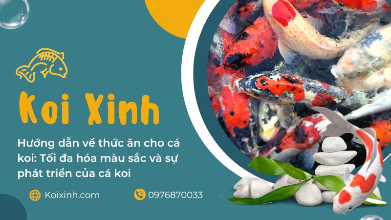 Hướng Dẫn Về Thức ăn Cho Cá Koi: Tối đa Hóa Màu Sắc Và Sự Phát Triển Của Cá Koi