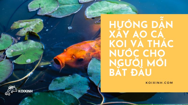 Hướng Dẫn Xây Ao Cá Koi Và Thác Nước Cho Người Mới Bắt đầu Hướng Dẫn Xây Ao Cá Koi Và Thác Nước Cho Người Mới Bắt đầu