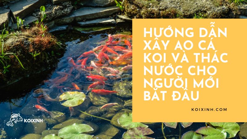 Hướng Dẫn Xây Ao Cá Koi Và Thác Nước Cho Người Mới Bắt đầu