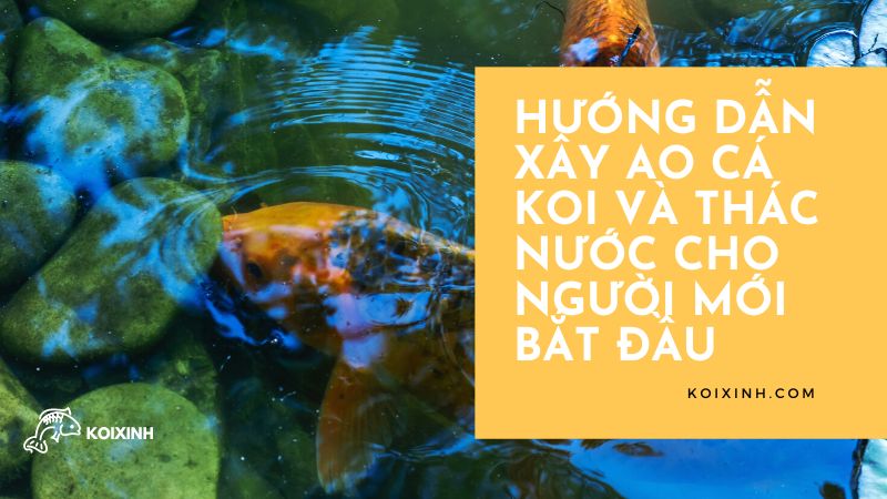 Hướng Dẫn Xây Ao Cá Koi Và Thác Nước Cho Người Mới Bắt đầu Hướng Dẫn Xây Ao Cá Koi Và Thác Nước Cho Người Mới Bắt đầu