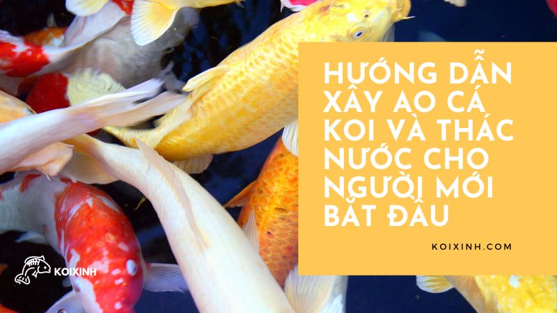 Hướng Dẫn Xây Ao Cá Koi Và Thác Nước Cho Người Mới Bắt đầu Hướng Dẫn Xây Ao Cá Koi Và Thác Nước Cho Người Mới Bắt đầu