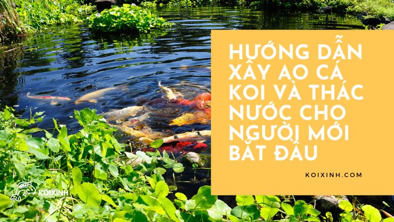 Hướng Dẫn Xây Ao Cá Koi Và Thác Nước Cho Người Mới Bắt đầu Hướng Dẫn Xây Ao Cá Koi Và Thác Nước Cho Người Mới Bắt đầu