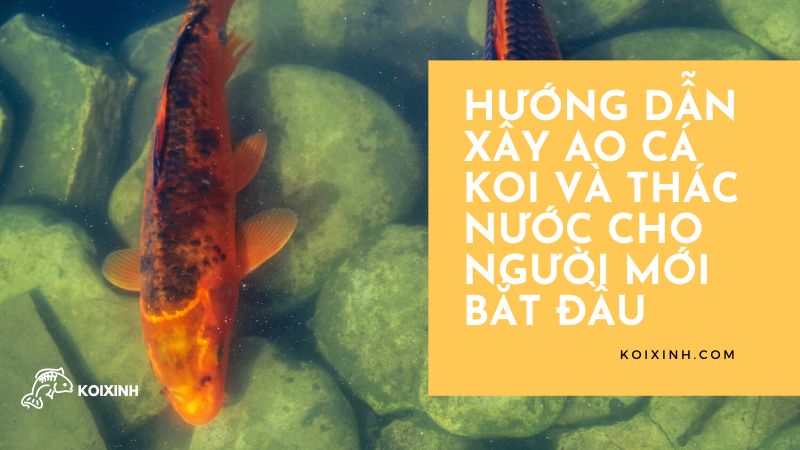 Hướng Dẫn Xây Ao Cá Koi Và Thác Nước Cho Người Mới Bắt đầu Hướng Dẫn Xây Ao Cá Koi Và Thác Nước Cho Người Mới Bắt đầu