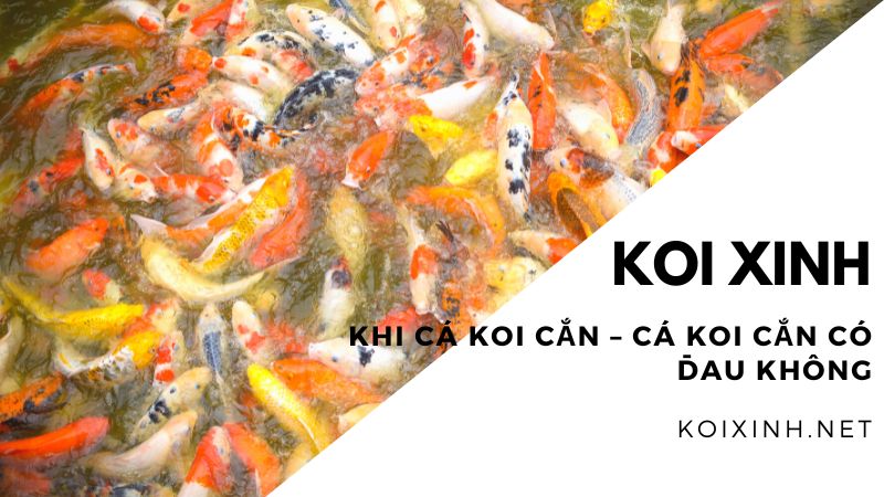 Khi Cá Koi Cắn – Cá Koi Cắn Có đau Không