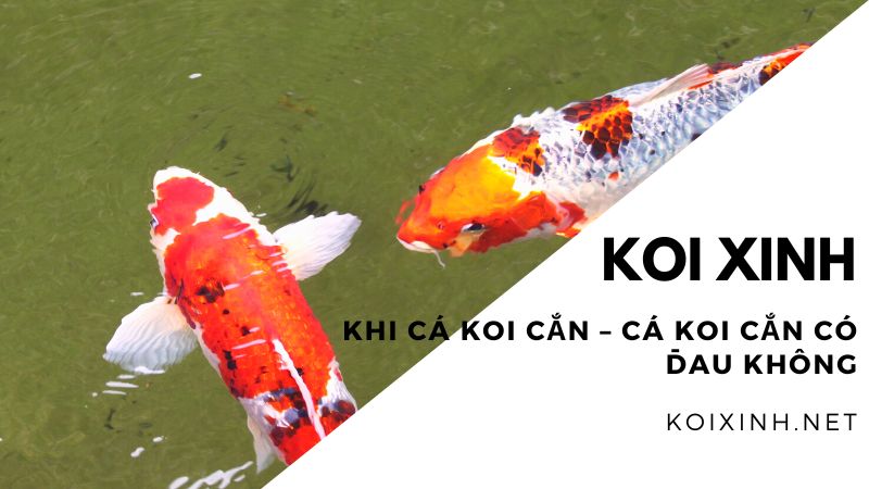 Khi Cá Koi Cắn – Cá Koi Cắn Có đau Không