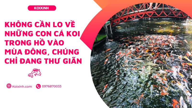 Không Cần Lo Về Những Con Cá Koi Trong Hồ Vào Mùa đông, Chúng Chỉ đang Thư Giãn