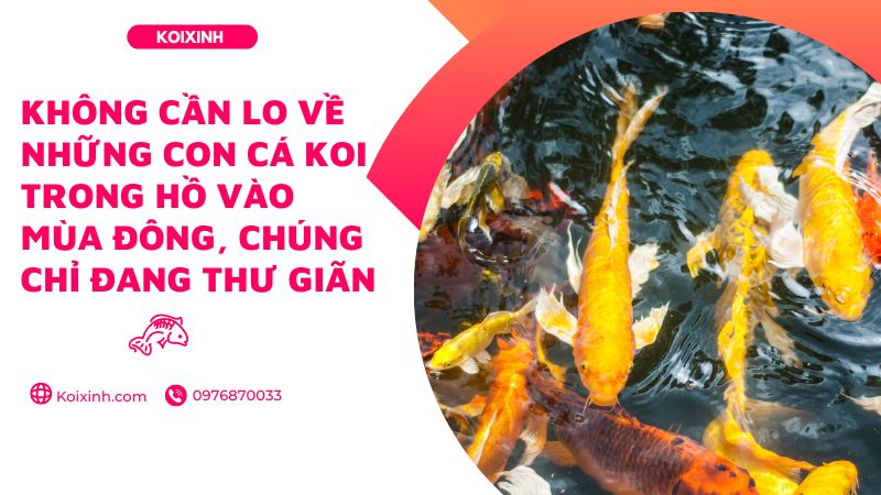 Không Cần Lo Về Những Con Cá Koi Trong Hồ Vào Mùa đông, Chúng Chỉ đang Thư Giãn Không Cần Lo Về Những Con Cá Koi Trong Hồ Vào Mùa đông, Chúng Chỉ đang Thư Giãn