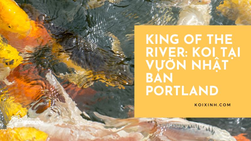 King of the River: Cá Koi tại Vườn Nhật Bản Portland