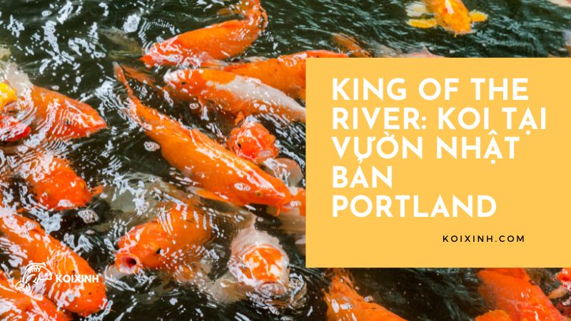 King Of The River: Koi Tại Vườn Nhật Bản Portland