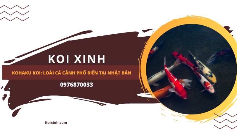 Kohaku Koi: Loài Cá Cảnh Phổ Biến Tại Nhật Bản