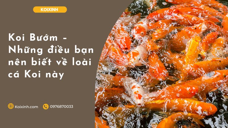 Koi Bướm – Những điều Bạn Nên Biết Về Loài Cá Koi Này