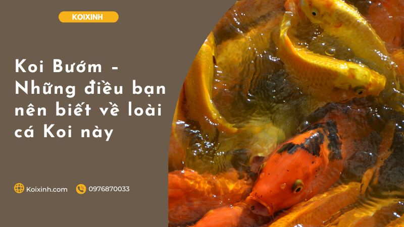 Koi Bướm – Những điều Bạn Nên Biết Về Loài Cá Koi Này Koi Bướm – Những điều Bạn Nên Biết Về Loài Cá Koi Này