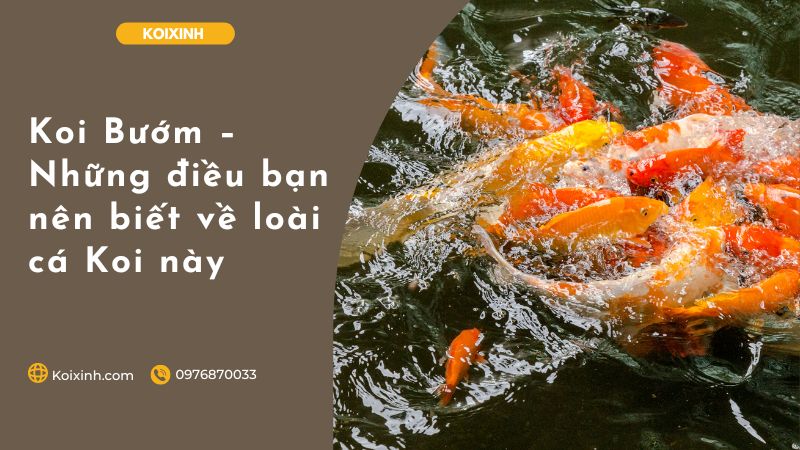 Koi Bướm – Những điều Bạn Nên Biết Về Loài Cá Koi Này