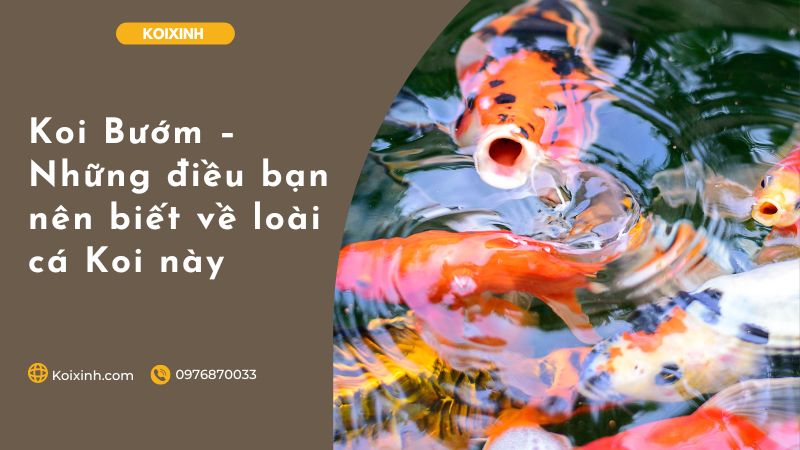 Koi Bướm – Những điều Bạn Nên Biết Về Loài Cá Koi Này
