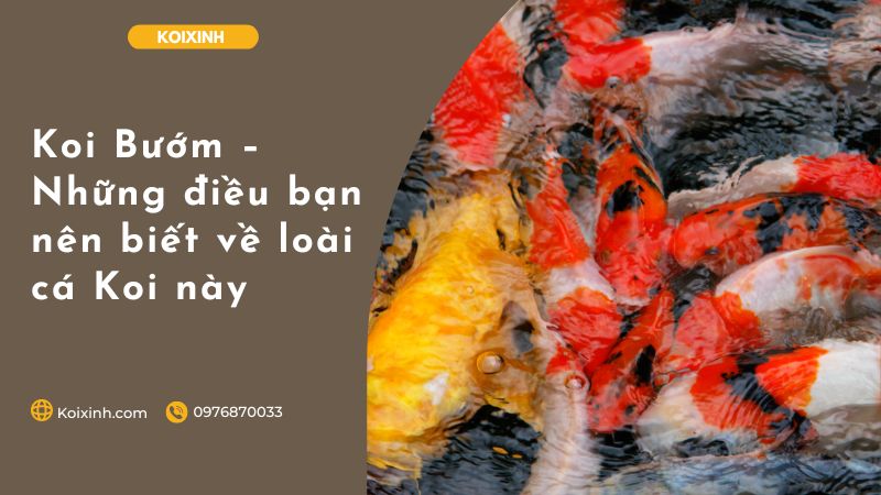 Koi Bướm – Những điều Bạn Nên Biết Về Loài Cá Koi Này