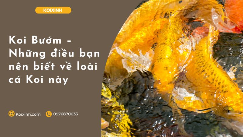 Koi Bướm – Những điều Bạn Nên Biết Về Loài Cá Koi Này Koi Bướm – Những điều Bạn Nên Biết Về Loài Cá Koi Này