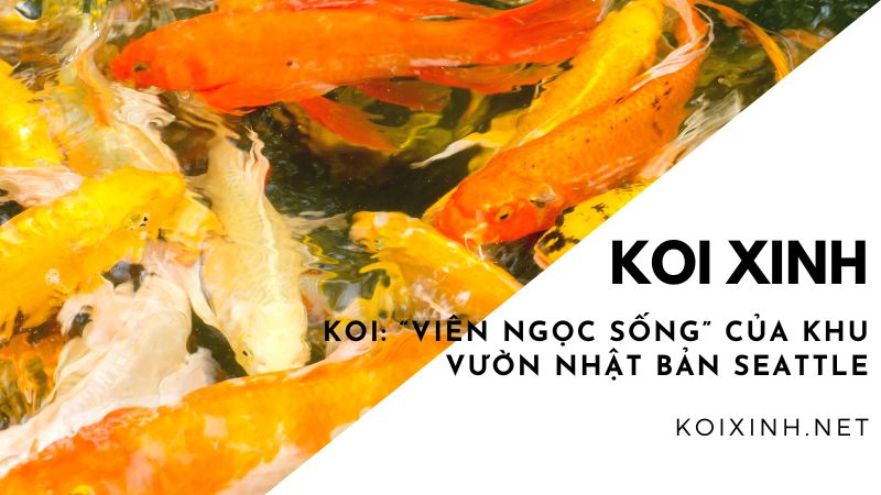 Koi: “viên Ngọc Sống” Của Khu Vườn Nhật Bản Seattle