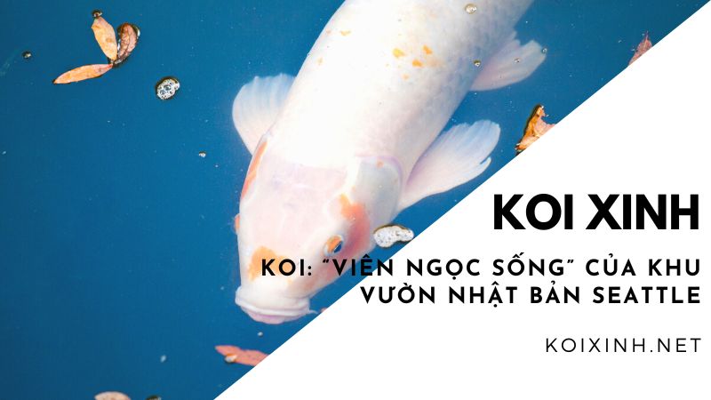 Koi: “viên Ngọc Sống” Của Khu Vườn Nhật Bản Seattle