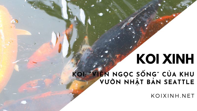 Koi: “viên Ngọc Sống” Của Khu Vườn Nhật Bản Seattle