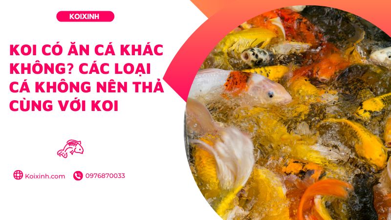Koi Có ăn Cá Khác Không? Các Loại Cá Không Nên Thả Cùng Với Koi Koi Có ăn Cá Khác Không? Các Loại Cá Không Nên Thả Cùng Với Koi