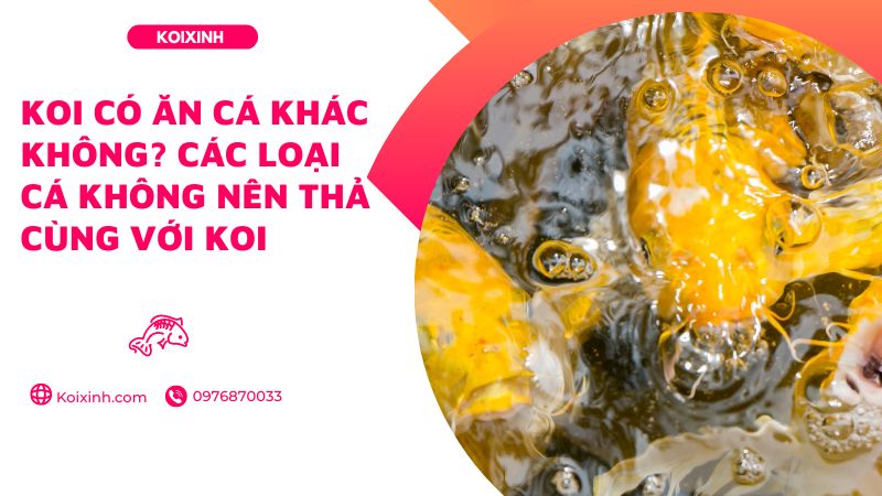 Koi Có ăn Cá Khác Không? Các Loại Cá Không Nên Thả Cùng Với Koi Koi Có ăn Cá Khác Không? Các Loại Cá Không Nên Thả Cùng Với Koi