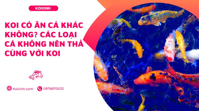 Koi Có ăn Cá Khác Không? Các Loại Cá Không Nên Thả Cùng Với Koi Koi Có ăn Cá Khác Không? Các Loại Cá Không Nên Thả Cùng Với Koi