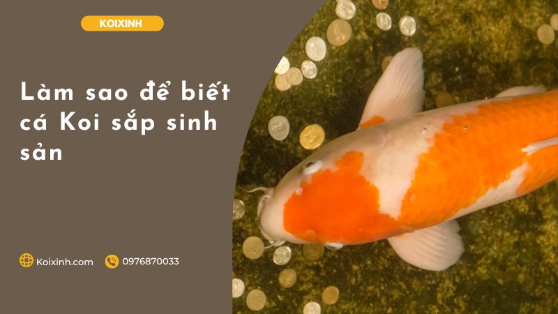 Làm Sao để Biết Cá Koi Sắp Sinh Sản Làm Sao để Biết Cá Koi Sắp Sinh Sản