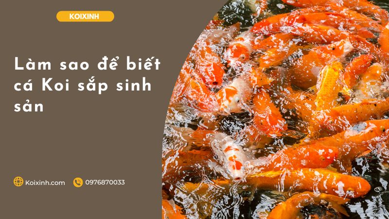 Làm Sao để Biết Cá Koi Sắp Sinh Sản Làm Sao để Biết Cá Koi Sắp Sinh Sản