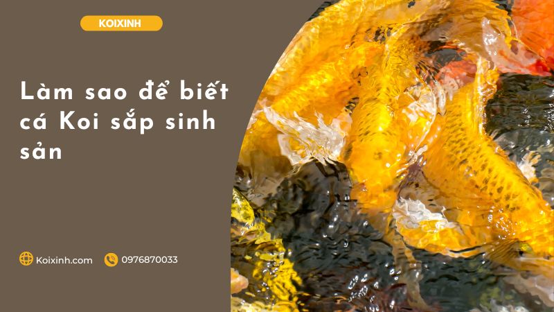 Làm Sao để Biết Cá Koi Sắp Sinh Sản Làm Sao để Biết Cá Koi Sắp Sinh Sản