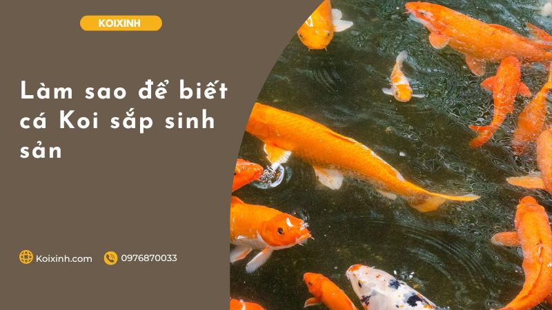 Làm Sao để Biết Cá Koi Sắp Sinh Sản Làm sao để biết cá Koi sắp sinh sản