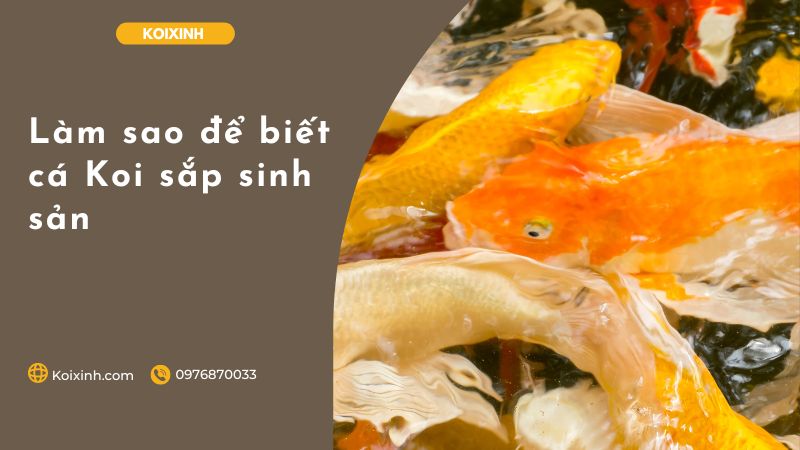 Làm Sao để Biết Cá Koi Sắp Sinh Sản Làm sao để biết cá Koi sắp sinh sản