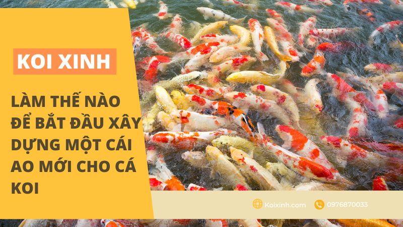 Làm Thế Nào để Bắt đầu Xây Dựng Một Cái Ao Mới Cho Cá Koi Làm Thế Nào để Bắt đầu Xây Dựng Một Cái Ao Mới Cho Cá Koi