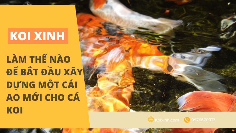 Làm Thế Nào để Bắt đầu Xây Dựng Một Cái Ao Mới Cho Cá Koi Làm Thế Nào để Bắt đầu Xây Dựng Một Cái Ao Mới Cho Cá Koi