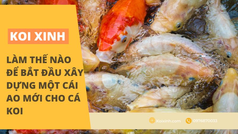Làm Thế Nào để Bắt đầu Xây Dựng Một Cái Ao Mới Cho Cá Koi Làm Thế Nào để Bắt đầu Xây Dựng Một Cái Ao Mới Cho Cá Koi