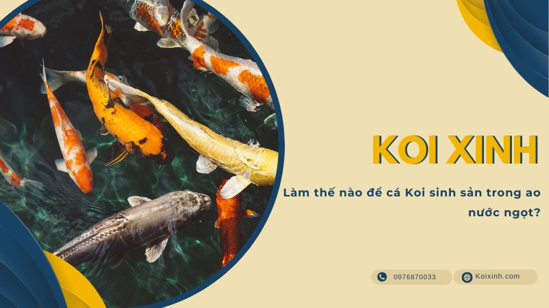Làm Thế Nào để Cá Koi Sinh Sản Trong Ao Nước Ngọt? Làm Thế Nào để Cá Koi Sinh Sản Trong Ao Nước Ngọt?