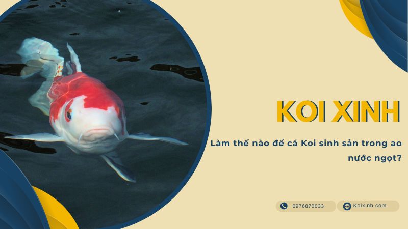 Làm Thế Nào để Cá Koi Sinh Sản Trong Ao Nước Ngọt?