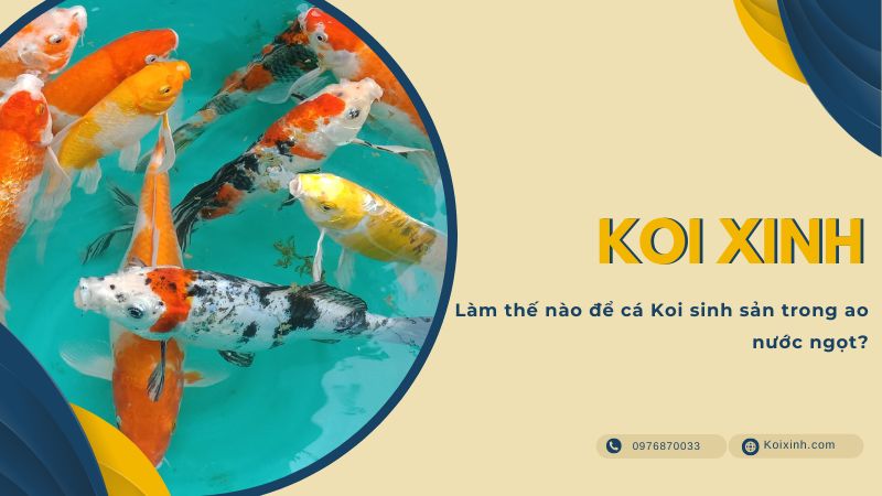 Làm Thế Nào để Cá Koi Sinh Sản Trong Ao Nước Ngọt? Làm Thế Nào để Cá Koi Sinh Sản Trong Ao Nước Ngọt?