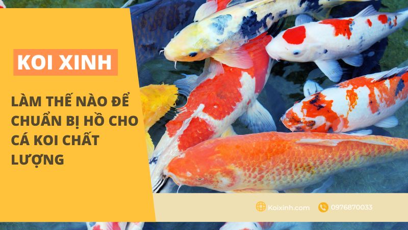 Hồ cá Koi chất lượng cần chuẩn bị những gì?
