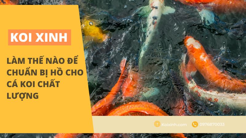 Làm Thế Nào để Chuẩn Bị Hồ Cho Cá Koi Chất Lượng