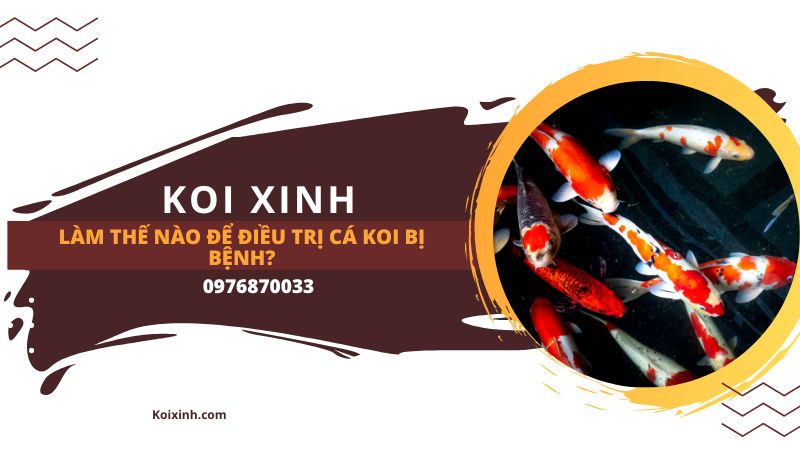 Làm Thế Nào để điều Trị Cá Koi Bị Bệnh?