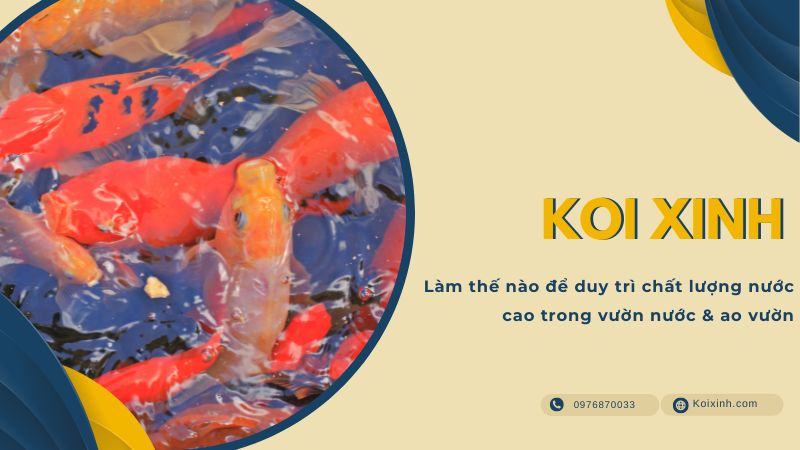 Làm Thế Nào để Duy Trì Chất Lượng Nước Cao Trong Vườn Nước & Ao Vườn Làm Thế Nào để Duy Trì Chất Lượng Nước Cao Trong Vườn Nước & Ao Vườn