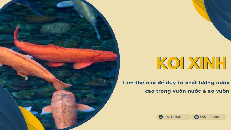 Làm Thế Nào để Duy Trì Chất Lượng Nước Cao Trong Vườn Nước & Ao Vườn Làm Thế Nào để Duy Trì Chất Lượng Nước Cao Trong Vườn Nước & Ao Vườn