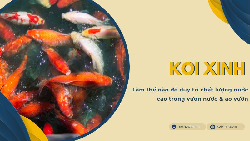 Làm Thế Nào để Duy Trì Chất Lượng Nước Cao Trong Vườn Nước & Ao Vườn Làm Thế Nào để Duy Trì Chất Lượng Nước Cao Trong Vườn Nước & Ao Vườn
